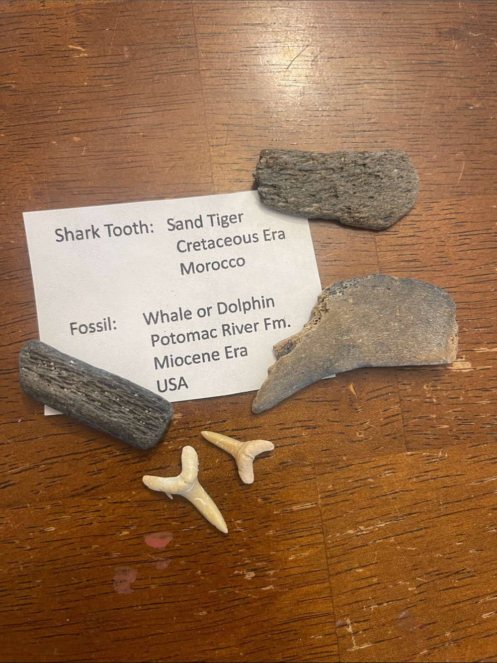 Fossil Shark Teeth and Marine Fossil Collection - Natural Brown and Beige